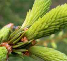 Pine pupoljci kada treba skupljati za liječenje? Terapijska svojstva borovih pupoljaka