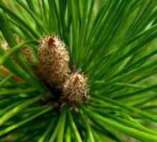Pine pupoljci iz kašlja: recept s fotografijom