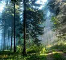 Borova šuma: karakterističan i ekosustav. Životinje i biljke borove šume
