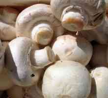 Sastav gljiva. Prednosti gljiva
