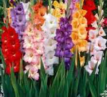 Savjeti za početnike vrtlara: kada iskopati gladiolus žarulje