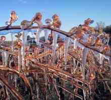 Savjeti za vrtlare: kako lovi grožđe za zimu