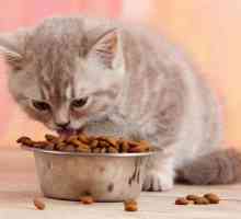 Savjeti za vlasnike mačića - mogu li hraniti mačića odraslom hranom?