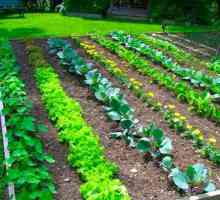 Kompatibilnost povrća u krevetima: savjeti za vrtlare