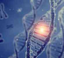 Suvremena teorija gena - glavne odredbe, svojstva gena