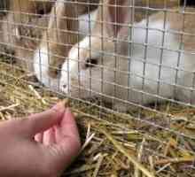 Pridruživanje kunića: osnovna pravila. Kunići u zecu. Reprodukcija ukrasnih zečeva