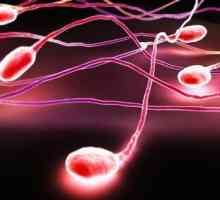 Sperm slijedi: Je li to uznemiruje oplodnja?