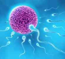 Što je spermatogeneza?