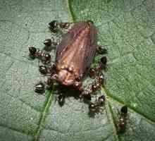 Jesu li mravi spavali? Što jedu? Što izgleda mravinjakinja? Značajke zimovanja