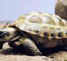 Središnja azijska kornjača: njegu, hranjenje, značajke i sadržaj