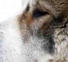 Central Asian Shepherd: fotografija, opis pasmine, opis, recenzije. Hranjenje štenaca…