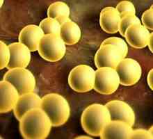 Staphylococcus u majčinom mlijeku: uzroci, simptomi i liječenje