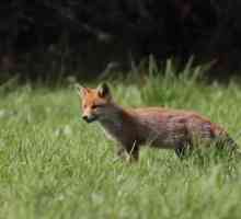 Steppe lisica: težak život životinje