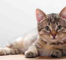 Sterilizacija mačke kako se to događa? Sterilizacija mačke: poslijeoperativno razdoblje, recenzije