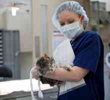 Sterilizacija mačke: skrb nakon operacije. Pro i kontra sterilizacije