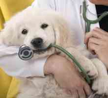 Sterilizacija pasa: plusi i minusi, konzultacije veterinara