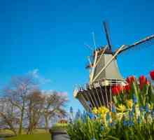 Страна тюльпанов - Нидерланды. Страна тюльпанов в Европе