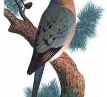 Golubni golub je primjer ljudske kratkovidnosti