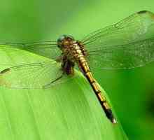 Dragonfly: struktura, opis i fotografija