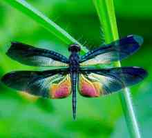 Dragonflies: znakovi i zanimljive činjenice