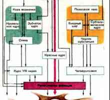 Striopallidarnaya sustav: fiziologija. Funkcije striopalidalnog sustava