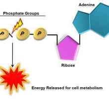 Struktura ATP i biološke uloge. Funkcije ATP