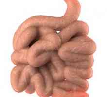 Struktura čovjeka. Intestine i njezine funkcije