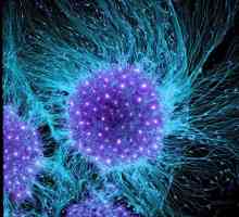 Struktura, funkcije i svojstva ćelije