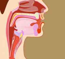 Struktura grla i grkljanke osobe: fotografija