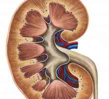 Struktura i funkcija bubrega u ljudskom tijelu