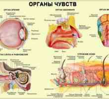 Struktura i funkcije receptora osjetilnih sustava. Glavne funkcije receptora stanica
