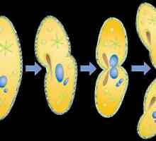 Struktura i reprodukcija infusoria-cipela