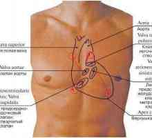 Struktura i topografija srca. Granice srca. anatomija