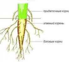 Struktura korijena biljke. Značajke strukture korijena