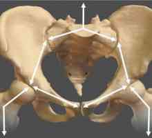 Struktura sakra i koccika: anatomija i funkcionalna svrha