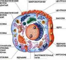 Struktura lizosoma i njihova uloga u staničnom metabolizmu
