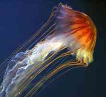 Struktura meduza. Struktura skipofidnih meduza
