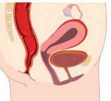 Struktura usne. Fiziologija ženskih genitalnih organa