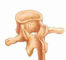 Struktura kralježaka. Značajke strukture kralježaka vratne, prsne i lumbalne kralježnice