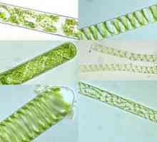 Struktura spirogyra - tipični predstavnik odjela Zelene alge