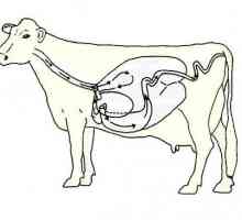 Struktura želuca krave. Početni odjel trudnoće krava