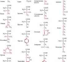 Struktura proteina kvaternarne strukture, svojstva sinteze i genetike
