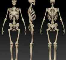 Struktura i funkcije ljudskog kostura. Struktura kostura