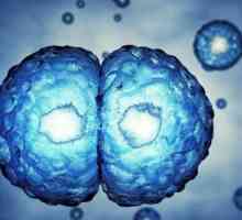 Matične stanice - što je to? Njihov utjecaj na tijelo