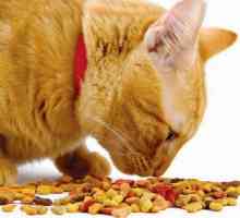 Suha hrana za mačke `Farmina` - recenzije, značajke, vrste i sastav