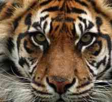 Sumatranski tigar: opis, uzgoj, stanište