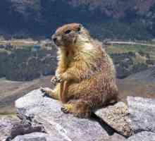 Marmot (bobak) je vrijedna životinja