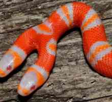 Postoji li zmija s dvostrukom glavom? Dvije glave albino zmija