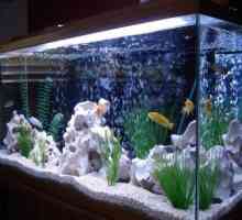 LED rasvjeta akvarija. LED svjetiljke i trake za akvarij. Izračun LED rasvjete za akvarij