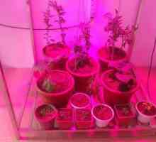 LED phytolamps za biljke s vlastitim rukama